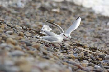 Langland Bay surf046